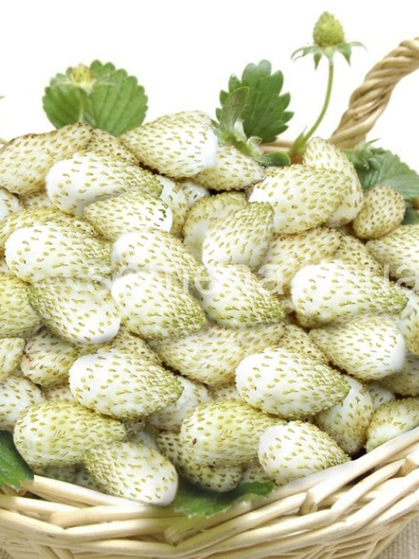 Вайт Соул